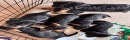 Dachshund dogs for sale: 5 Standard wire hair daschunds - Advert 13