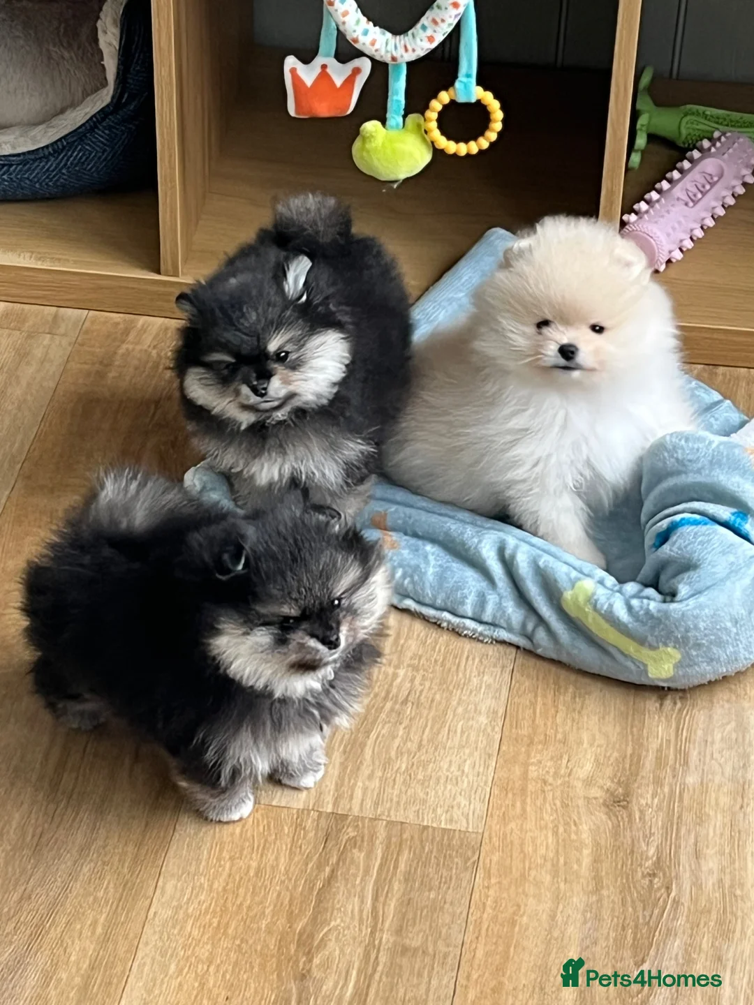 Pomeranian dogs for sale: Two Pom boys are looking for a loving families  - Advert 2