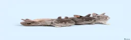 Netherland Dwarf rabbits for sale: STUNNING TAME PUREBRED NETHERLAND DWARFS - Advert 1