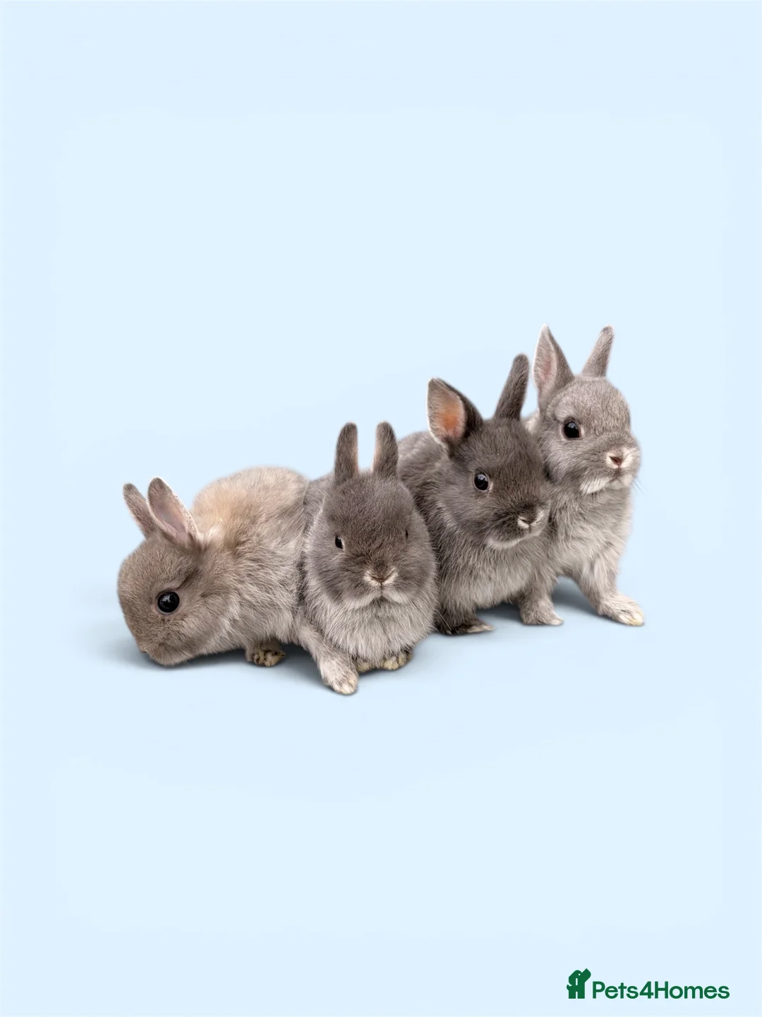 Netherland Dwarf rabbits for sale: STUNNING TAME PUREBRED NETHERLAND DWARFS - Advert 1