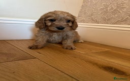 Cockapoo dogs for sale: BEAUTIFULL F1 COCKAPOO PUPPYS - Advert 2
