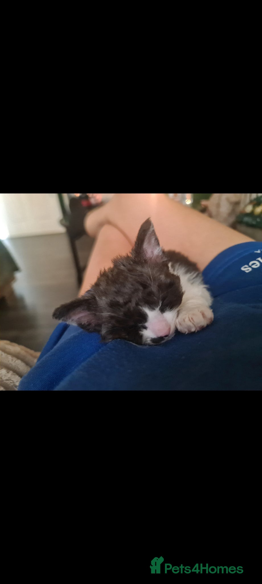 Mixed Breed Kitten 3