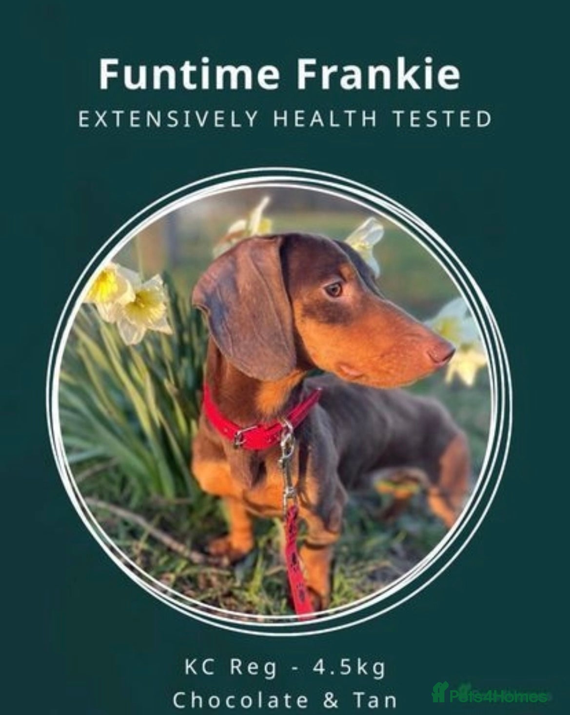 Miniature Dachshund dogs Experienced Choc & Tan Mini - KC Reg & DNA CLEAR in Romford - Advert 16