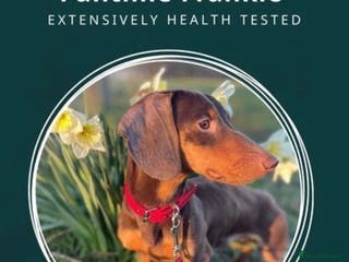 Miniature Dachshund dogs Experienced Choc & Tan Mini - KC Reg & DNA CLEAR in Romford - Advert 3