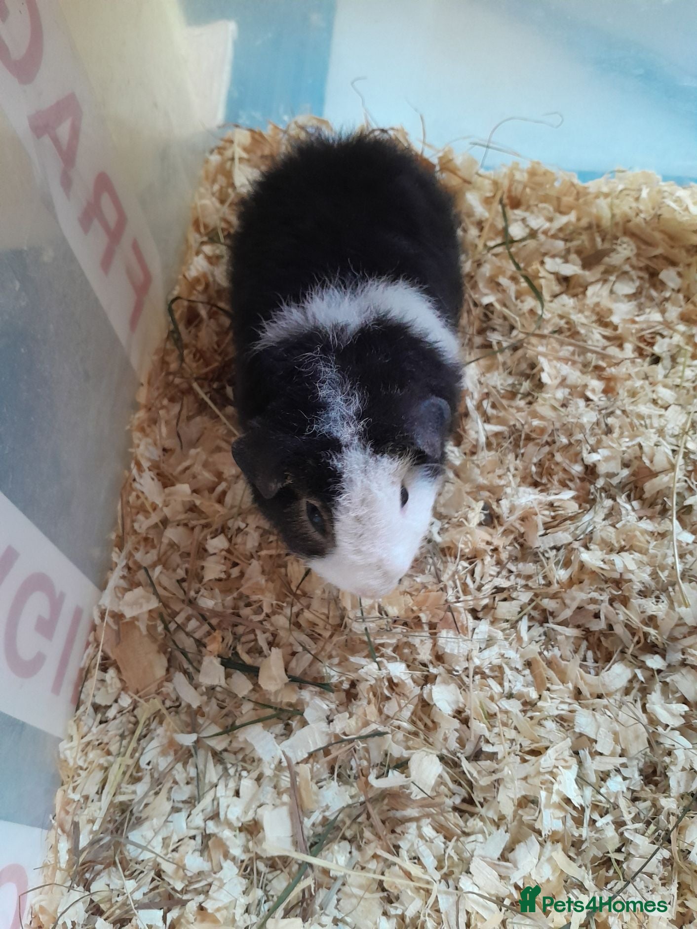 Guinea Pig rodents Baby Teddy brothers - Advert 9
