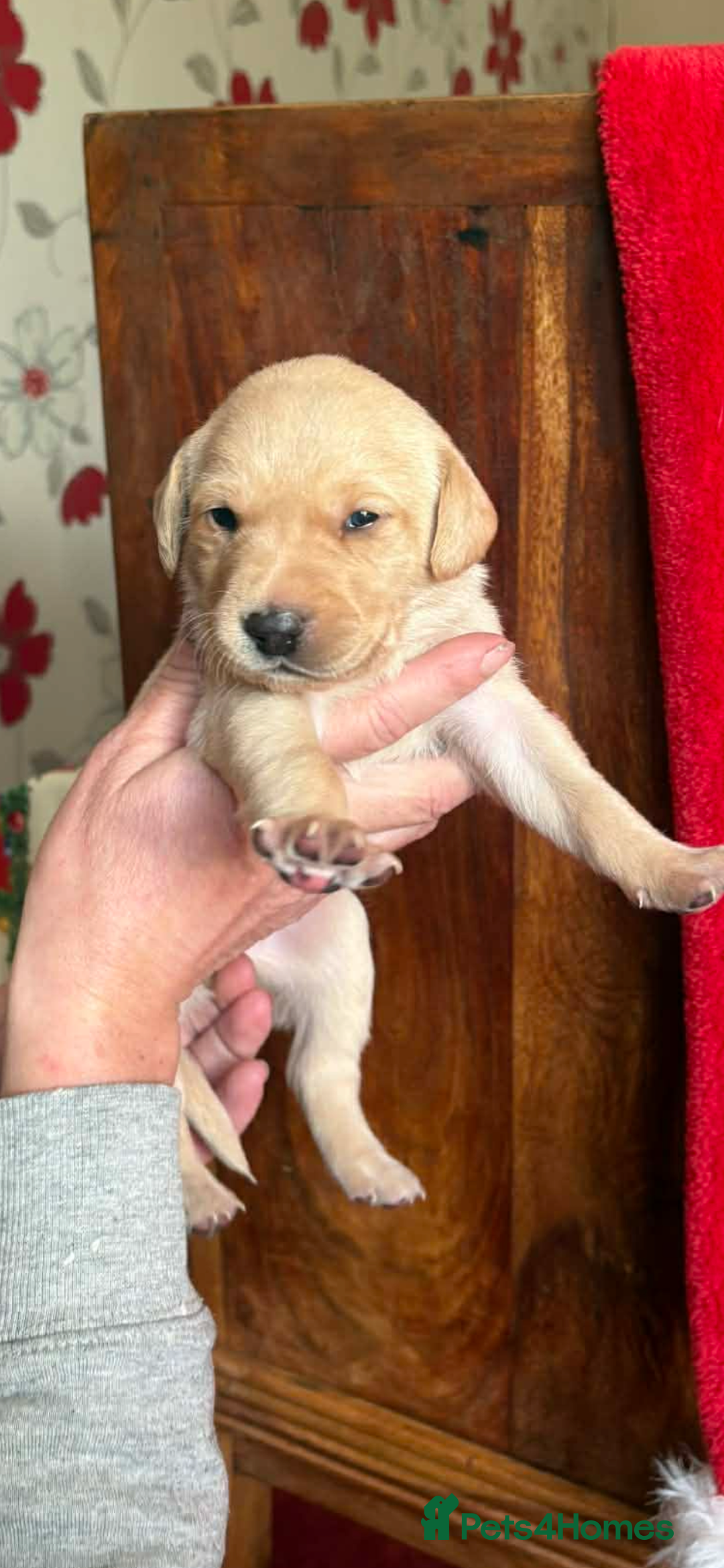 Labrador Retriever dogs for sale: Labrador puppies for sale  - Advert 10