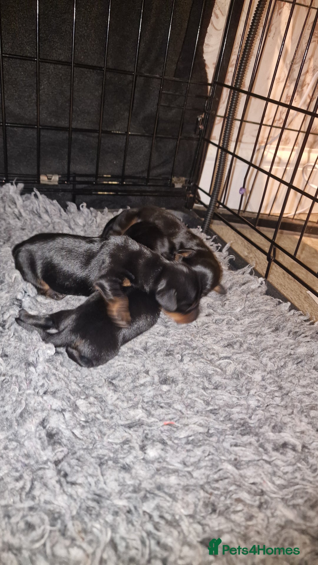 Miniature Dachshund dogs for sale: Beautiful Pedigree Minature Dachshunds Black & Tan - Advert 12