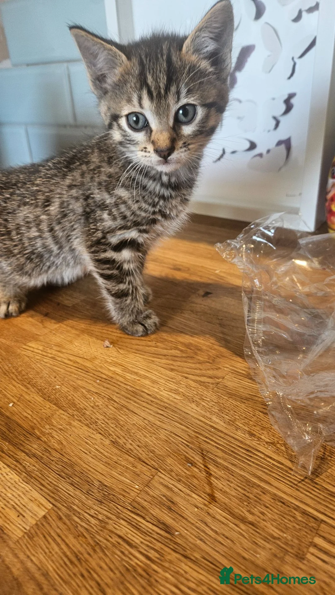 Mixed Breed cats for sale: 2 kittens ready for homes  in Brackley - Advert 3