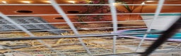 Quail poultry for sale: Cortinoux quails  - Advert 6
