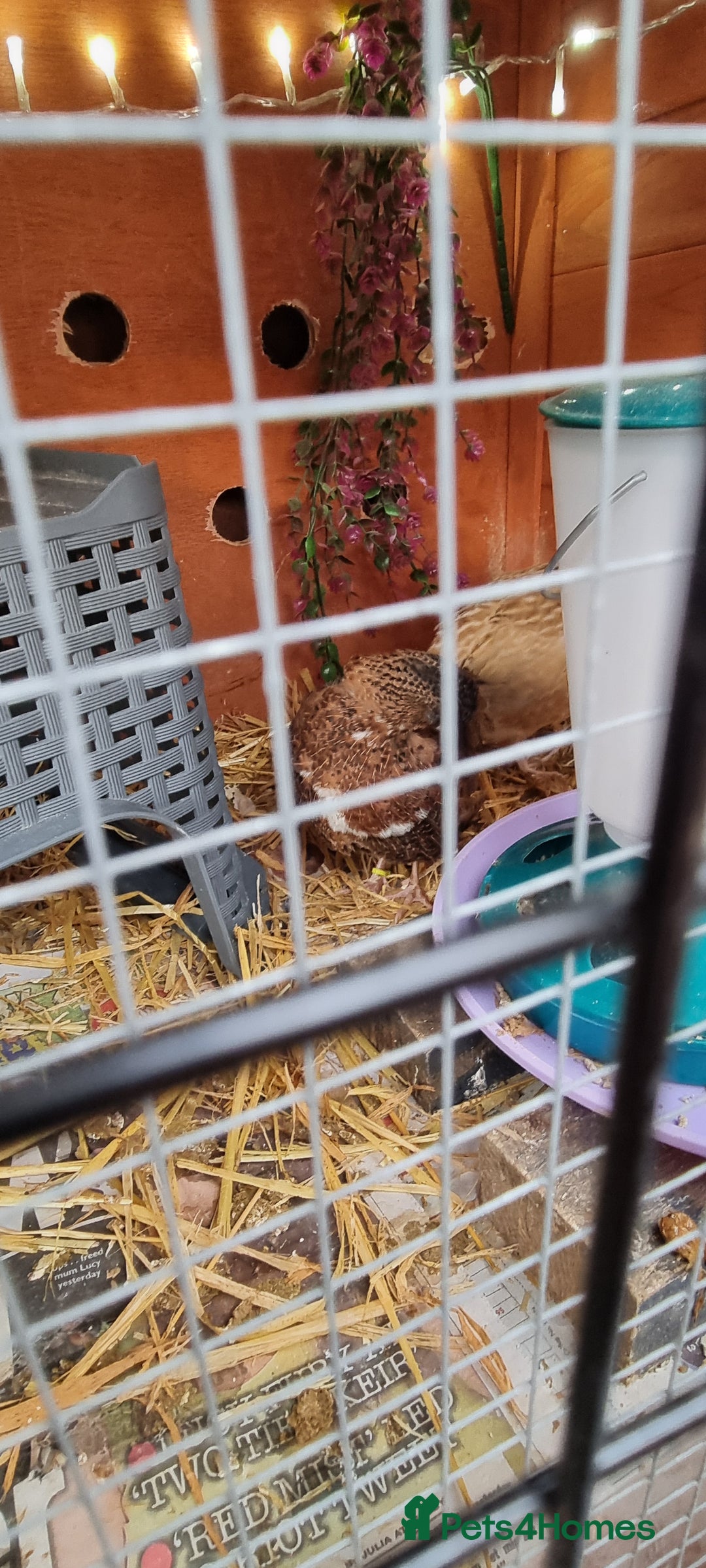 Quail poultry for sale: Cortinoux quails  - Advert 6