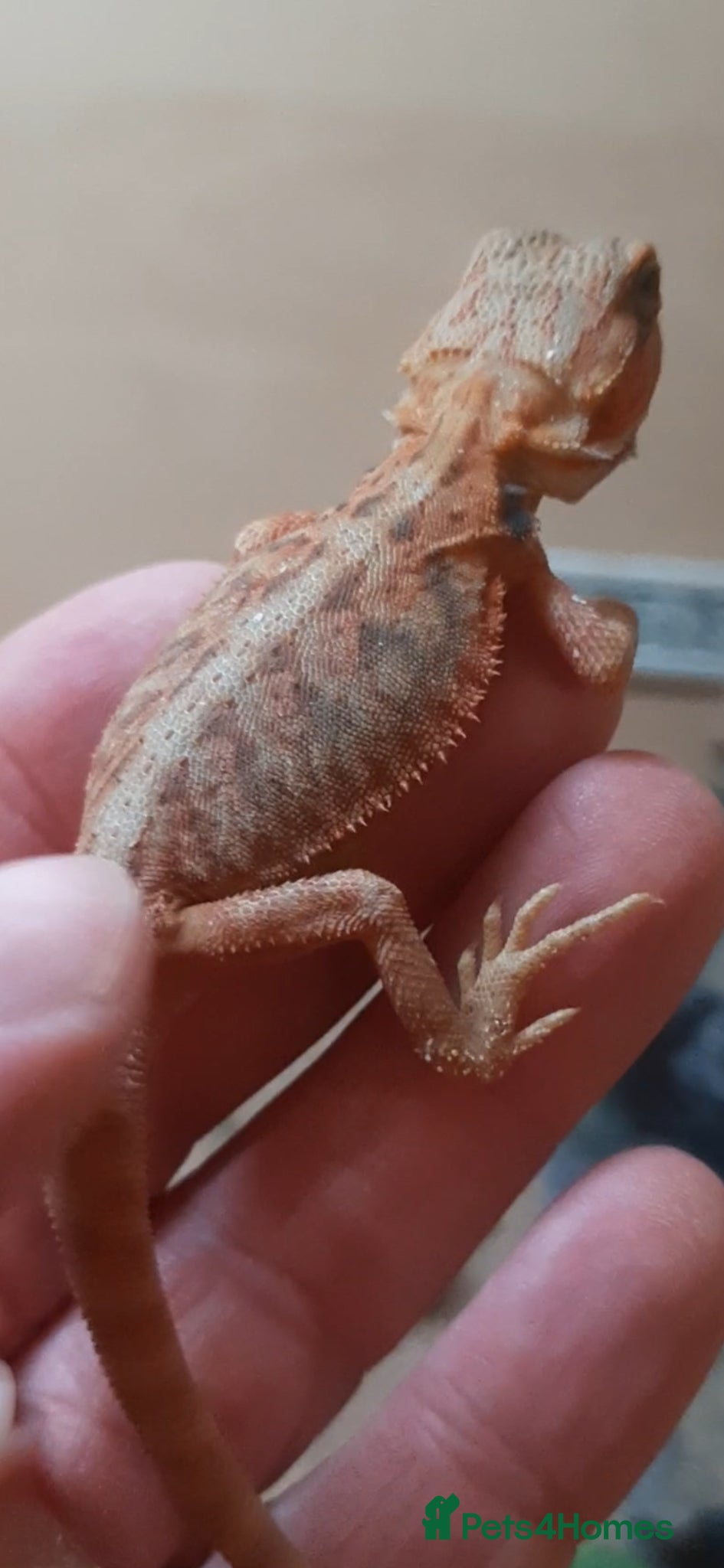 Bearded Dragon reptiles Gorgeous Red Baby Bearded Dragons - Advert 19