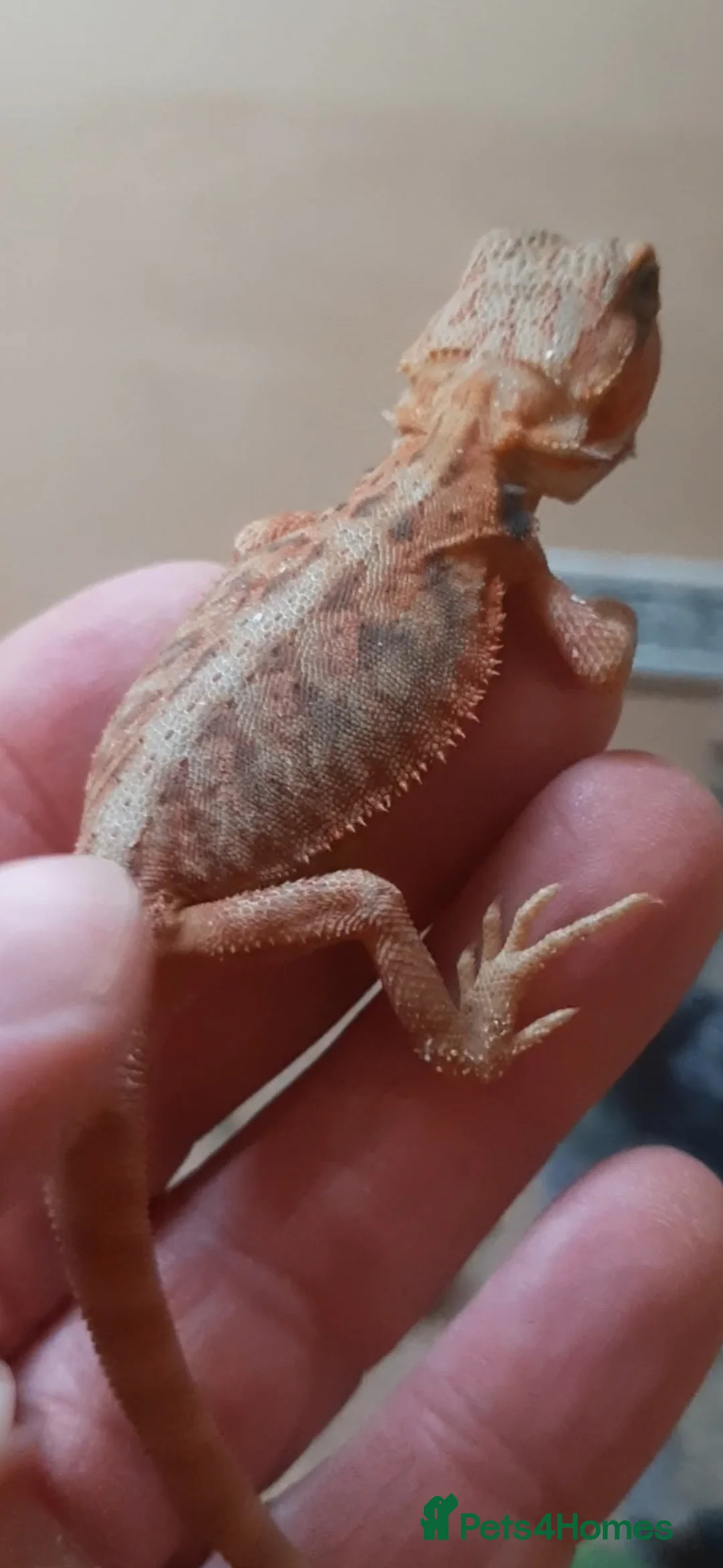 Bearded Dragon reptiles for sale: Gorgeous Red Baby Bearded Dragons - Advert 2