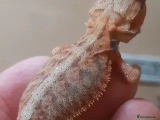 Bearded Dragon reptiles Gorgeous Red Baby Bearded Dragons - Advert 19