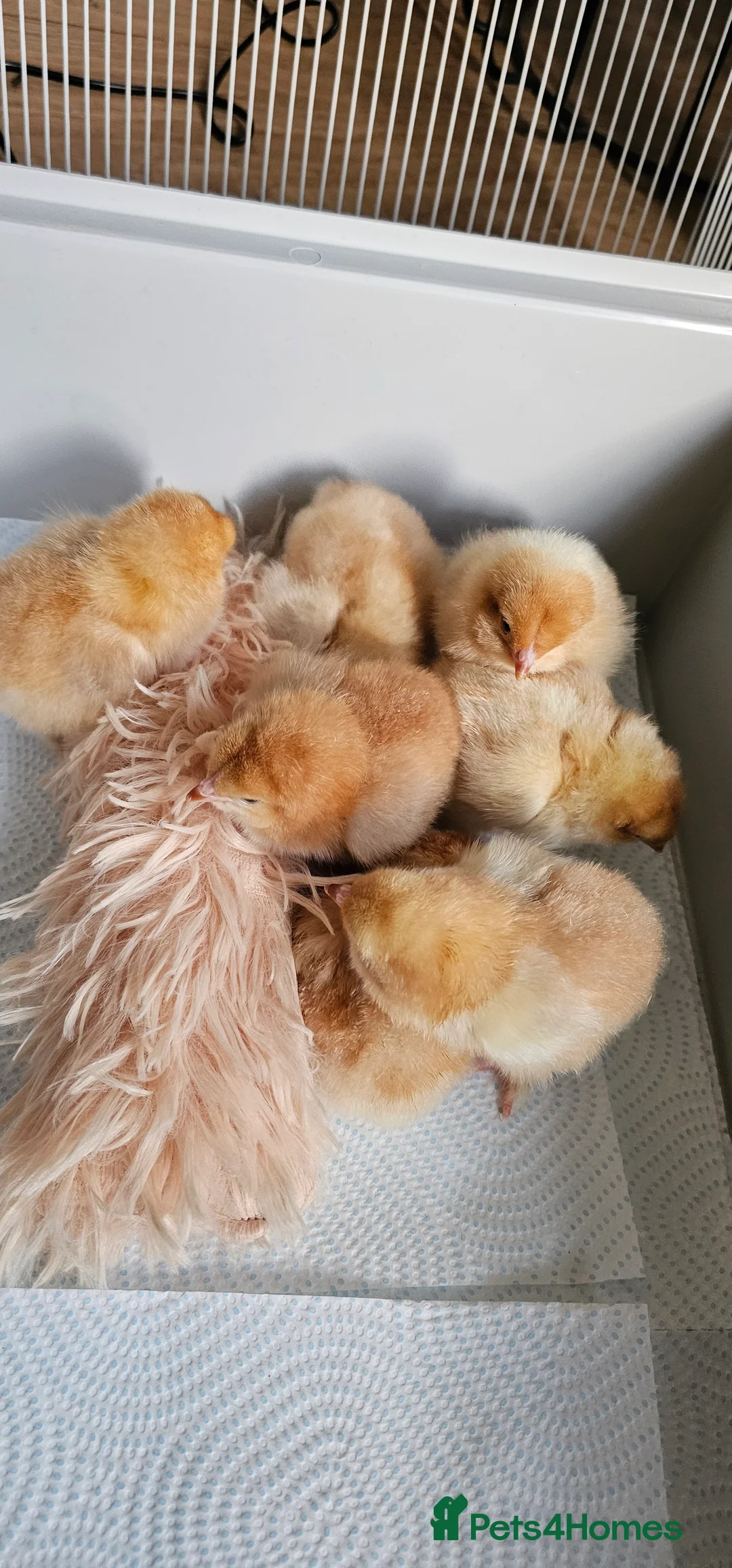 Chickens poultry for sale: Hybrid chicks for sale in Coventry - Advert 1