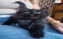 Ragdoll cats for sale: 6 CROSS RAGDOLL KITTENS WAITING FOR A LOVING HOME - Image 11