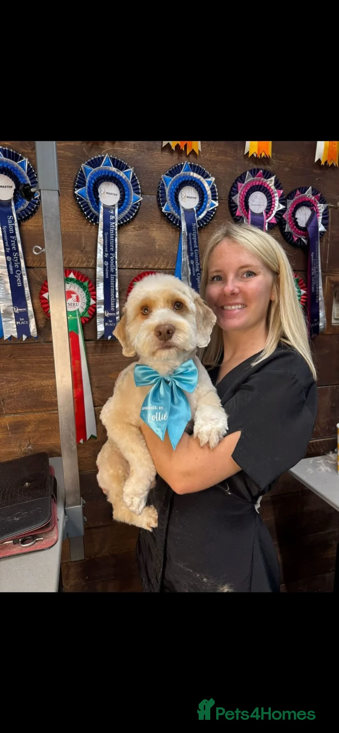 Cockapoo dogs for sale: Male dog (neutered) in Huntingdon - Advert 2