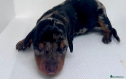Miniature Dachshund dogs for sale: Miniature Dachshund - 1 Black and tan girl left - Image 11