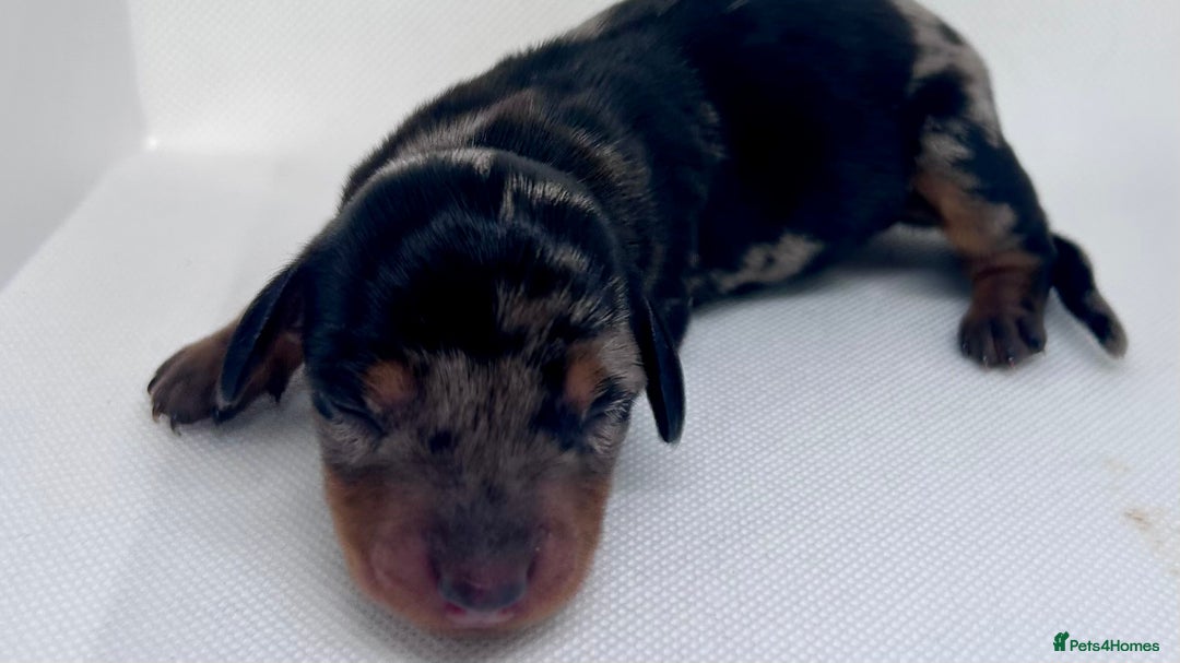Miniature Dachshund dogs for sale: Miniature Dachshund - 1 Black and tan girl left - Image 11