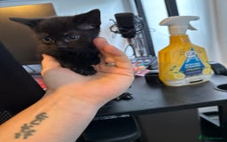 British Shorthair cats for sale: Kittens black and white  - Image 16