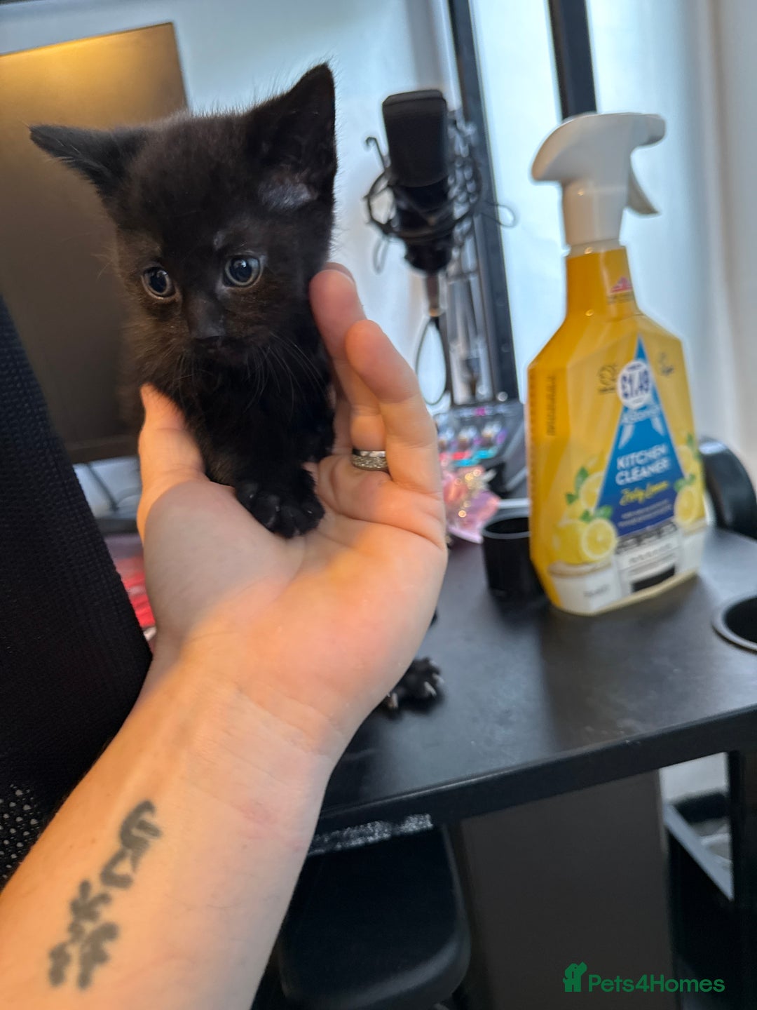 British Shorthair cats for sale: Kittens black and white  - Image 16
