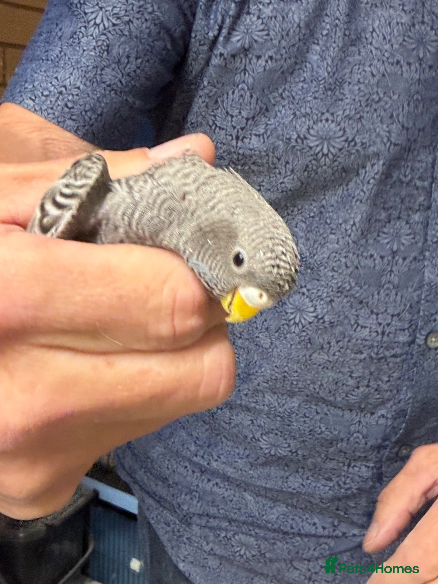 Budgerigars birds for sale: Black face black wings  - Advert 2