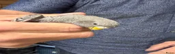 Budgerigars birds for sale: Black face black wings  in Dudley - Advert 2