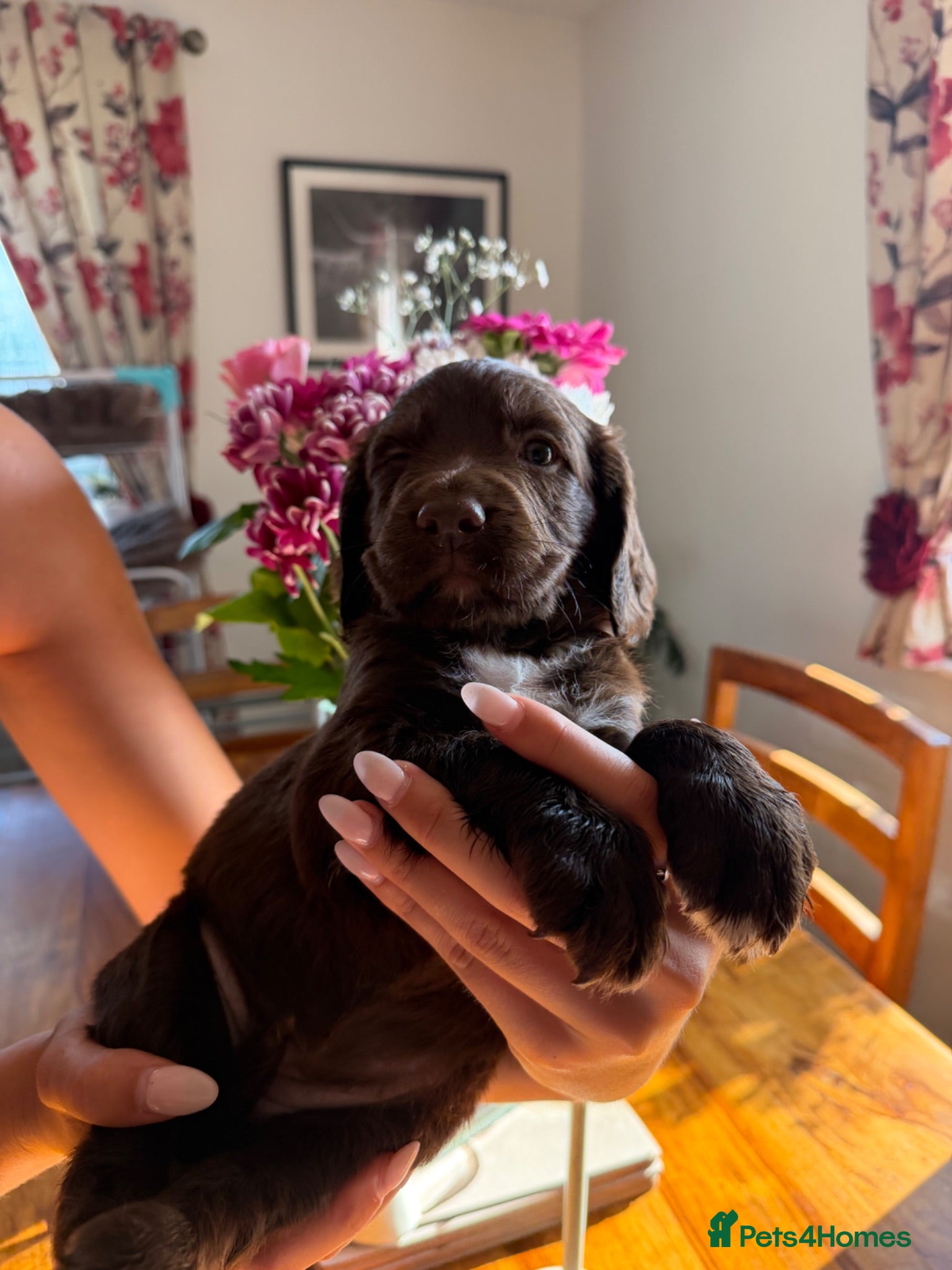 Sprocker dogs Beautiful sprockers for sale - Advert 2