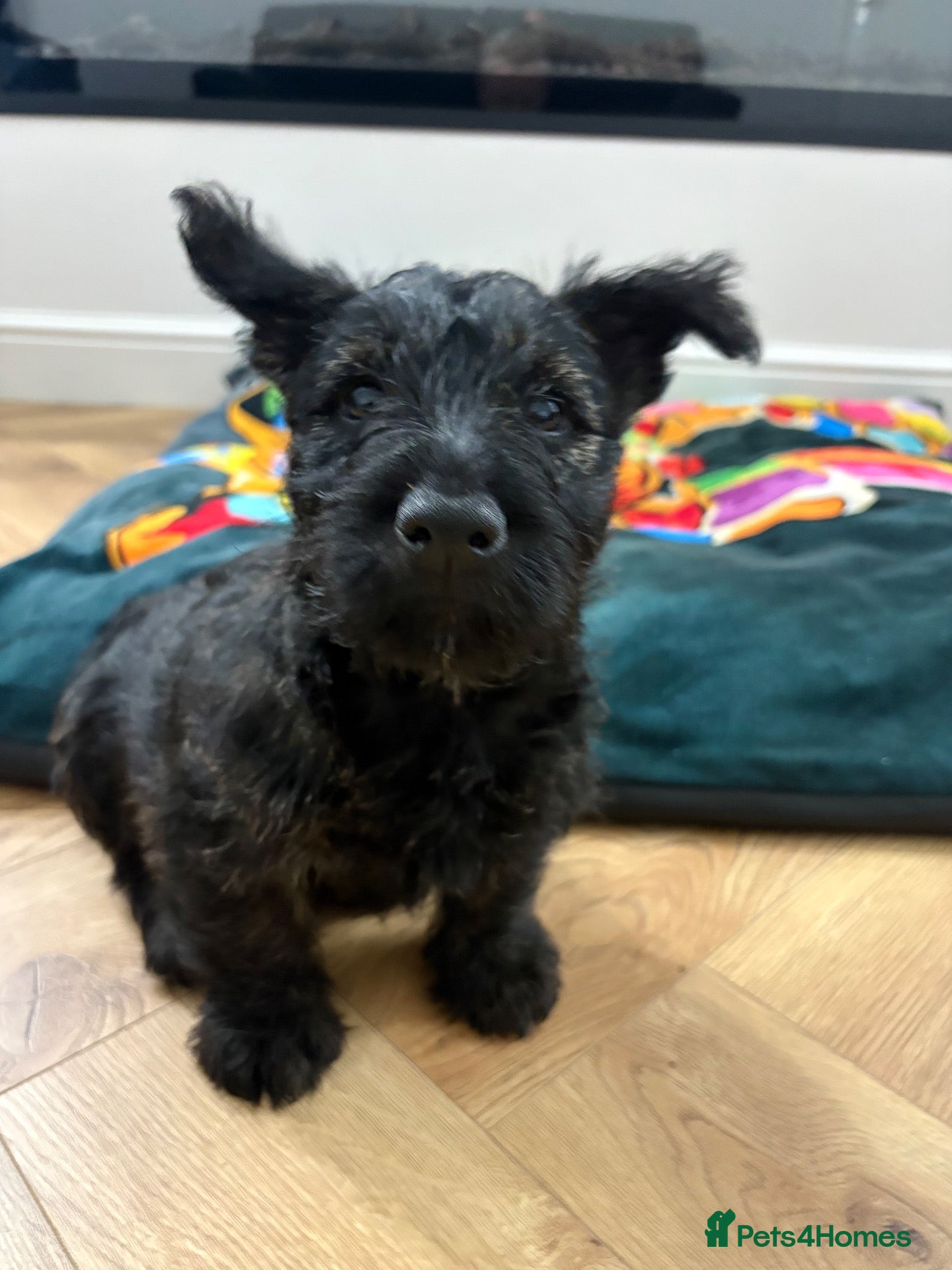 Scottish Terrier dogs Scottish terrier 1  Brindle boy ready to go  - Advert 1