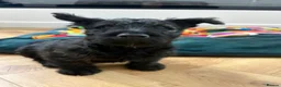Scottish Terrier dogs for sale: Scottish terrier 1  Brindle boy ready to go  - Advert 1