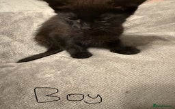 Mixed Breed cats for sale: Kittens for sale - Image 4