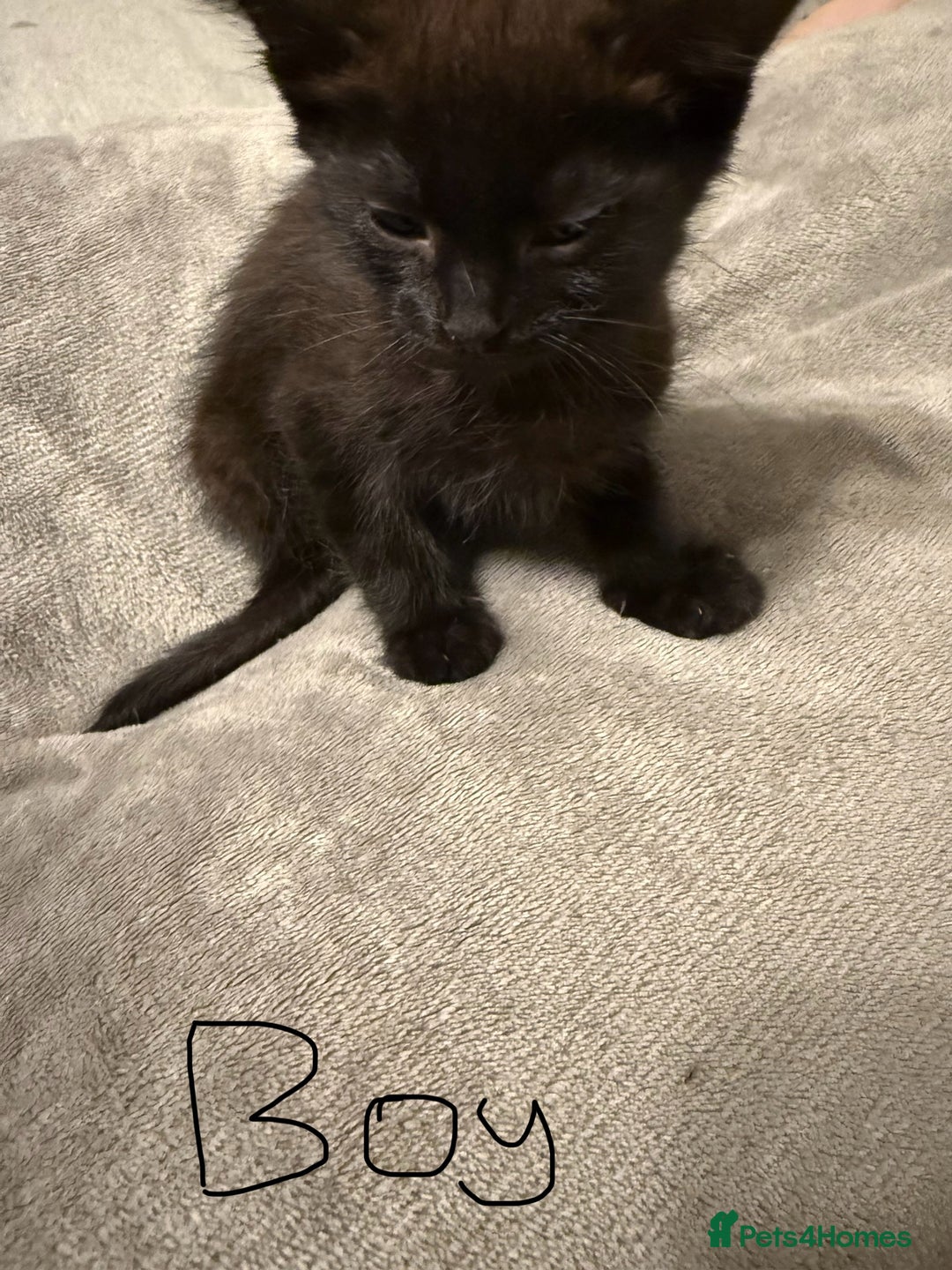 Mixed Breed cats for sale: Kittens for sale - Image 4