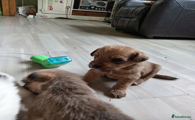 Mixed Breed dogs - Advert 4