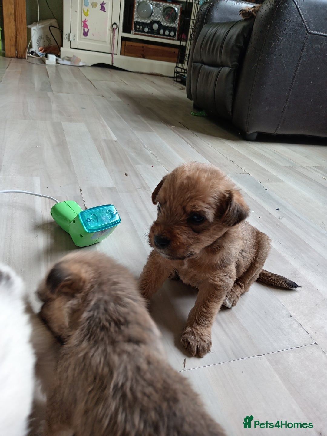 Mixed Breed dogs for sale: Patterdale mix - Image 1