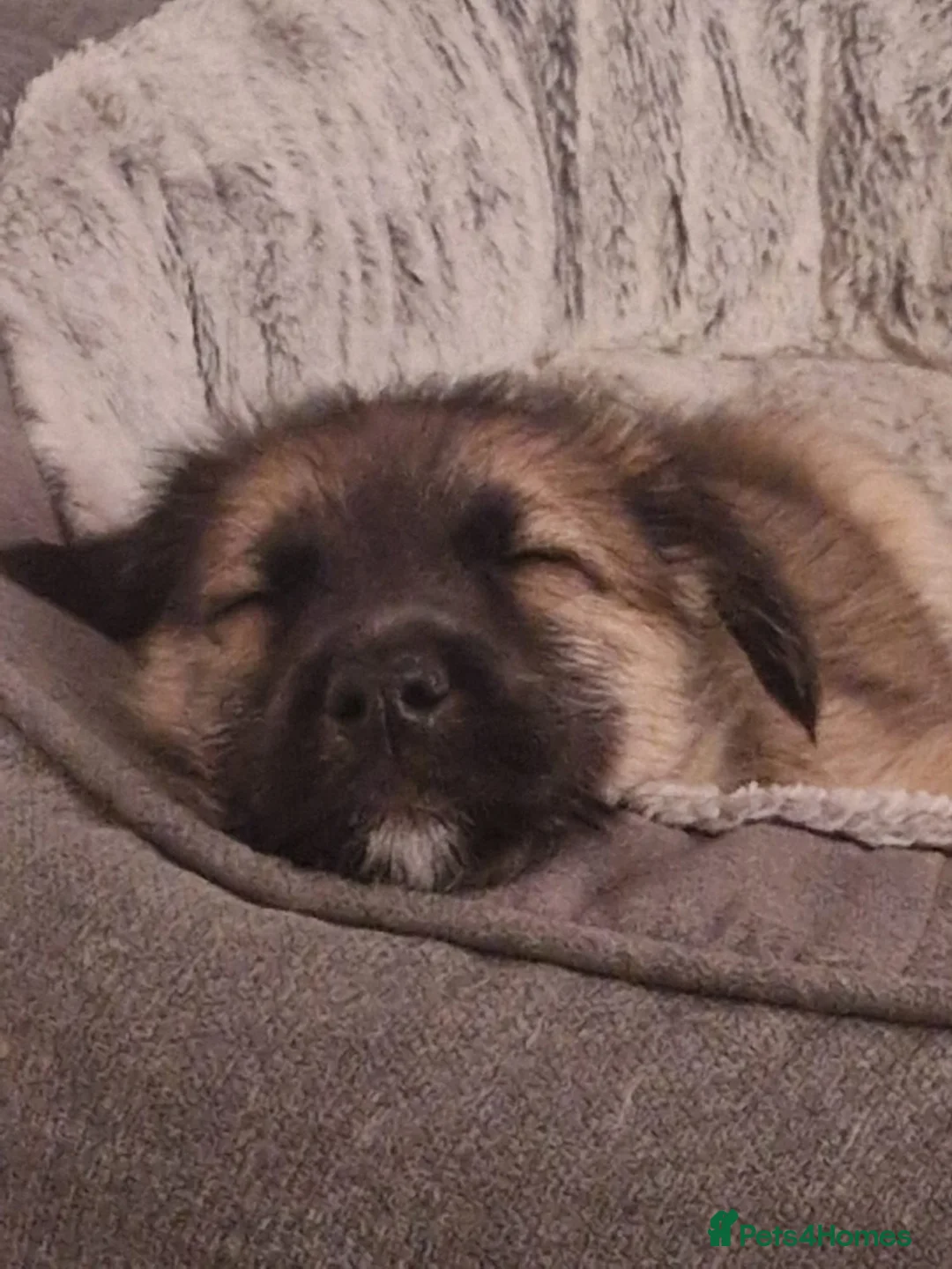 Mixed Breed dogs for sale: Heartbreaking Rehome in Aberdeen - Advert 5