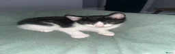 Russian Blue cats for sale: Gorgeous kittens for sale in London - Advert 15