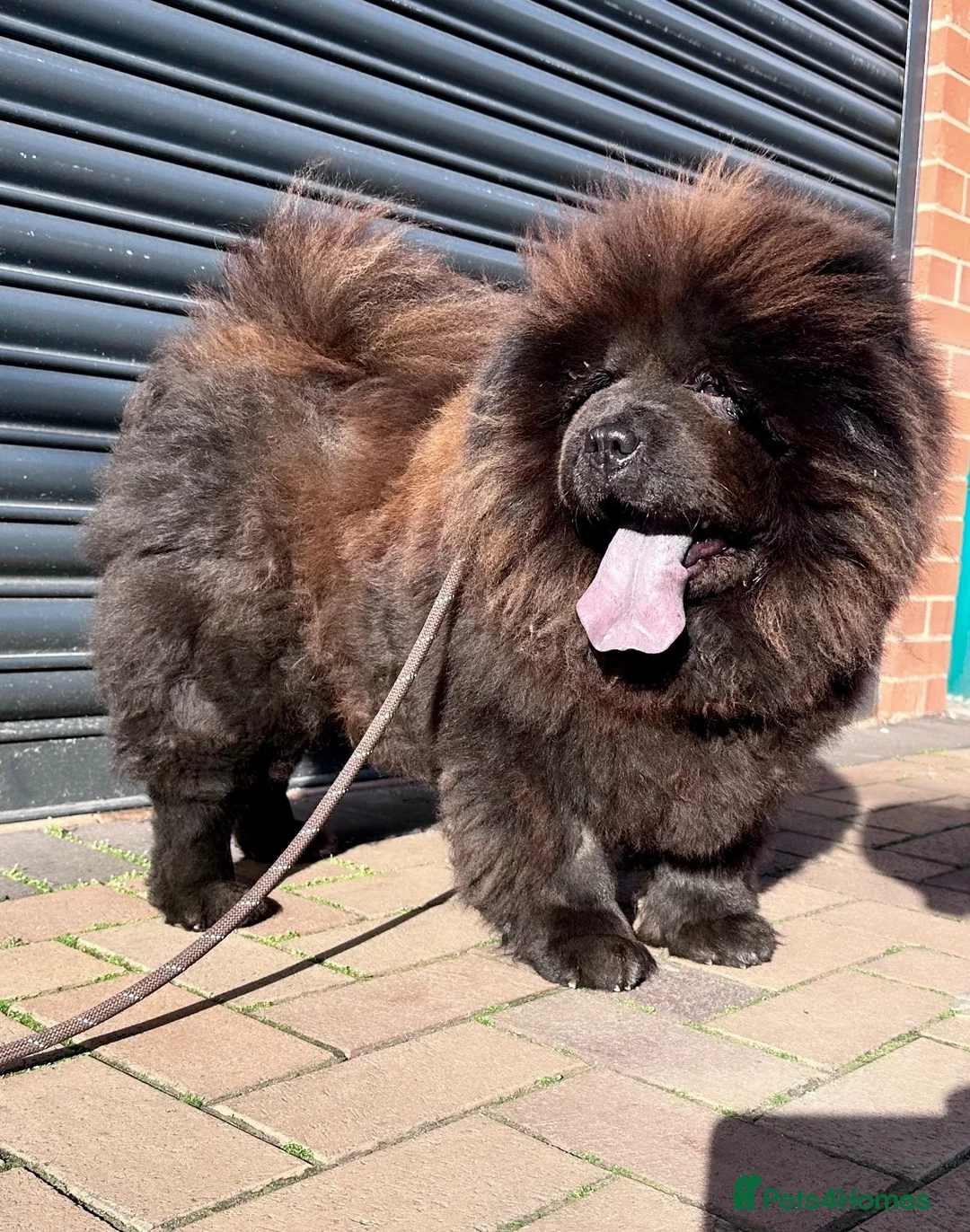 Chow Chow dogs for sale: MINI CHOW SISTERS REHOME  - Advert 10