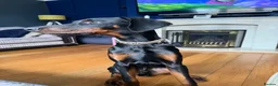 Dobermann dogs for sale: Doberman boy - Advert 5