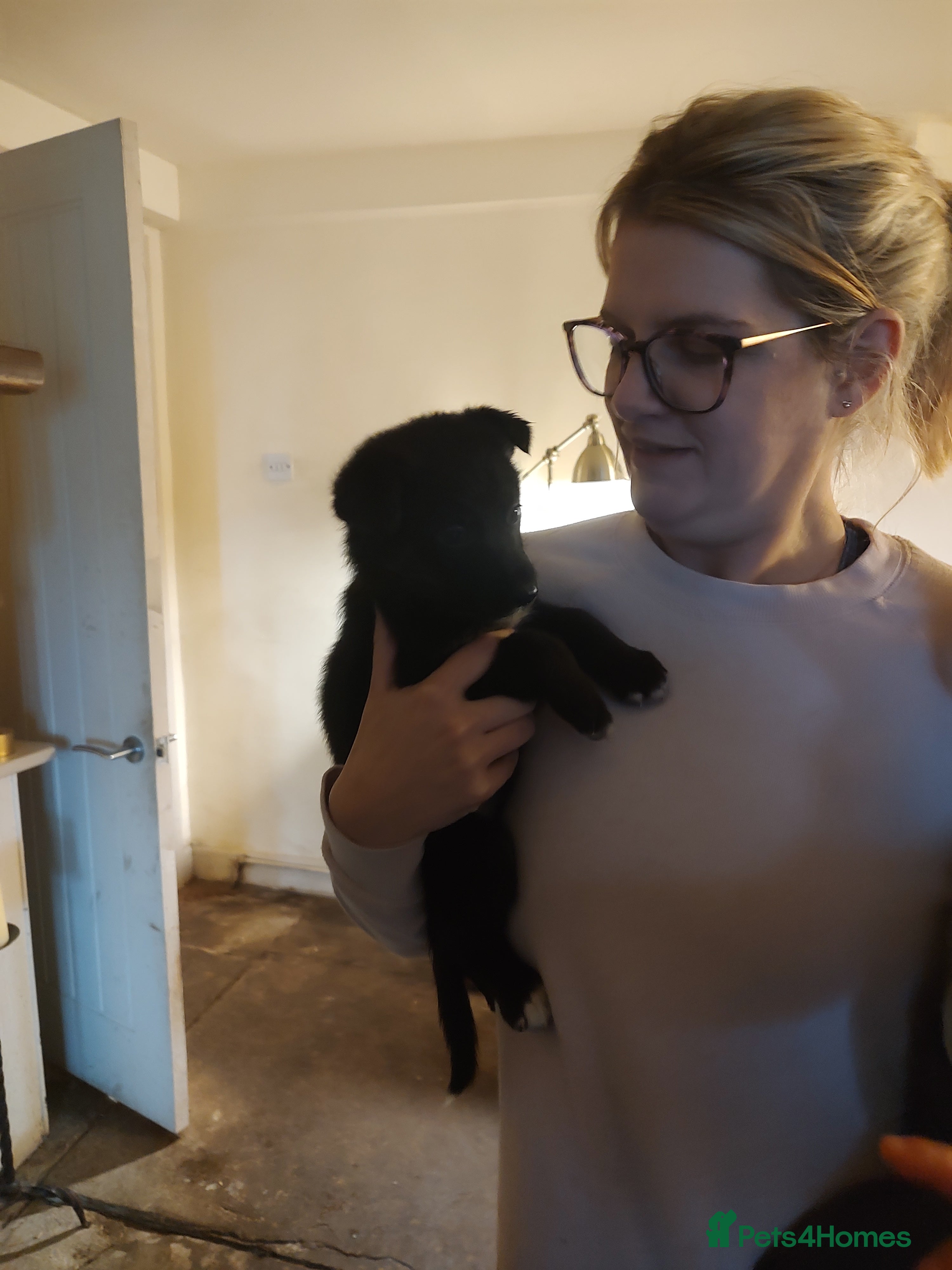 Mixed Breed dogs Shollie Puppies - GSD/short Haired Border Collie  - Advert 3