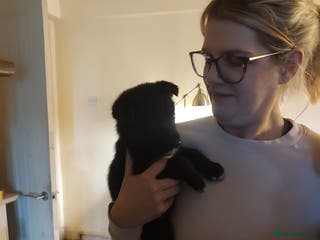 Mixed Breed dogs Shollie Puppies - GSD/short Haired Border Collie - Advert 3