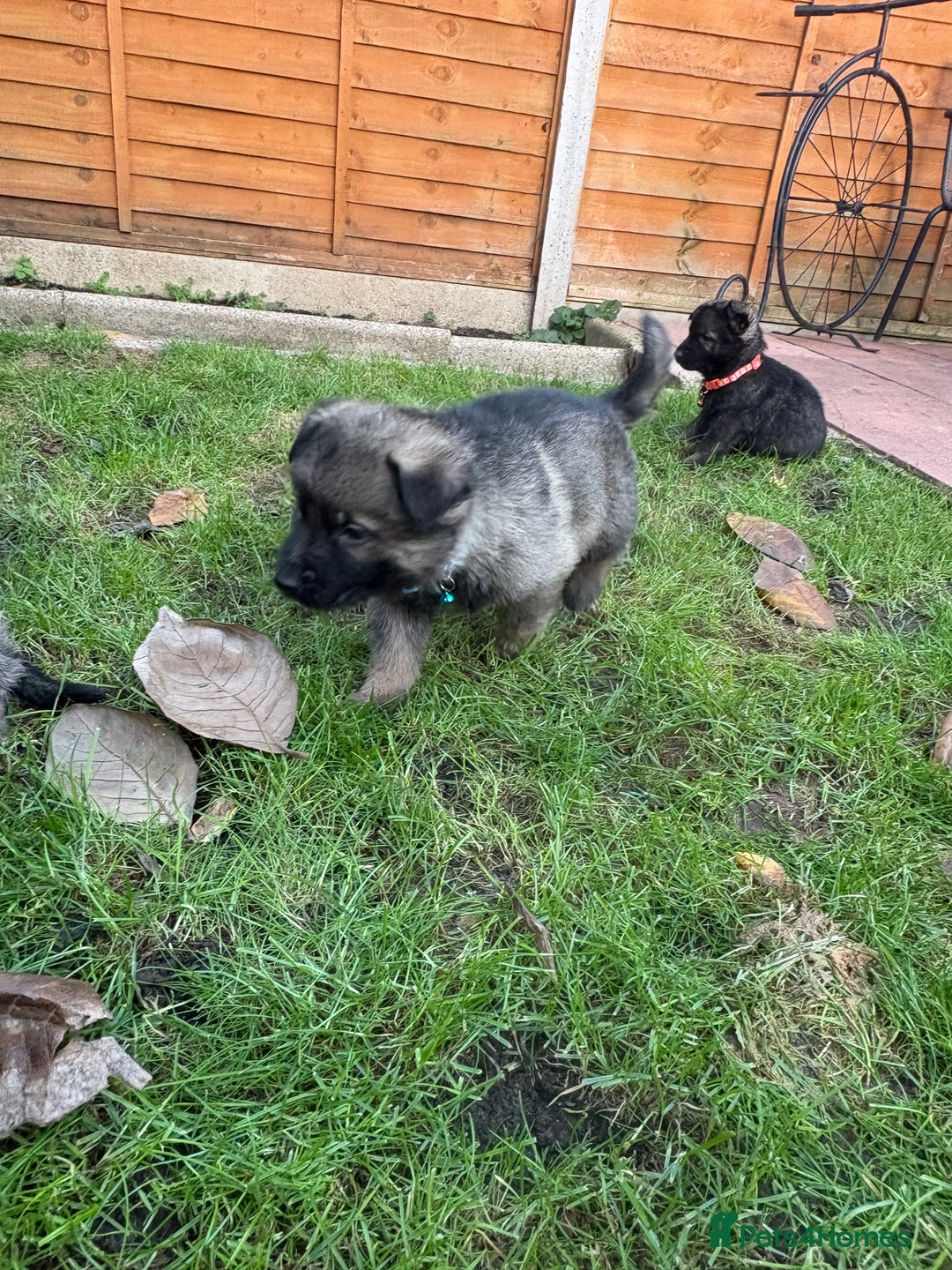 German Shepherd dogs for sale: 10 amazing german shepherd puppies - Advert 13