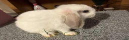 Mixed Breed rabbits for sale: Mini lop/lion lop bunnies - Advert 13