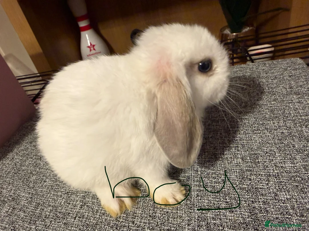 Mixed Breed rabbits for sale: Mini lop/lion lop bunnies - Advert 13