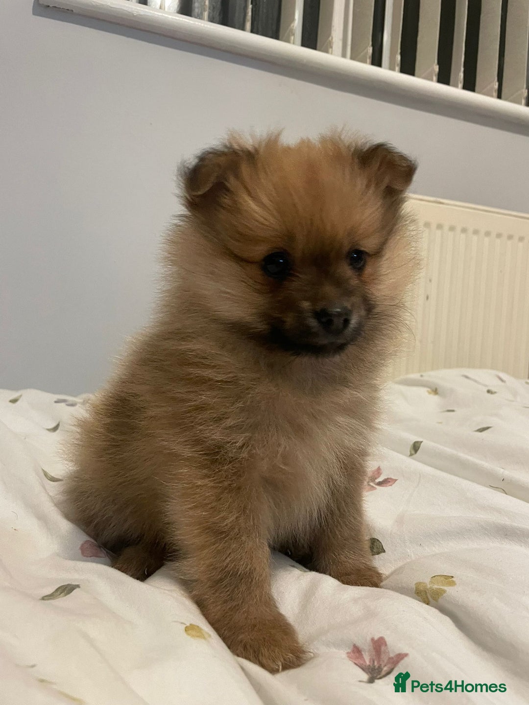 Pomeranian dogs for sale: Pomeranian puppies for sale - Advert 5
