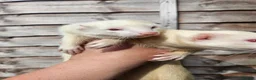 Ferret rodents for sale: 2 albino jills  - Advert 8