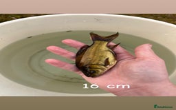 Other/Mixed Breed fish for sale: 7 outside fish  - Image 4