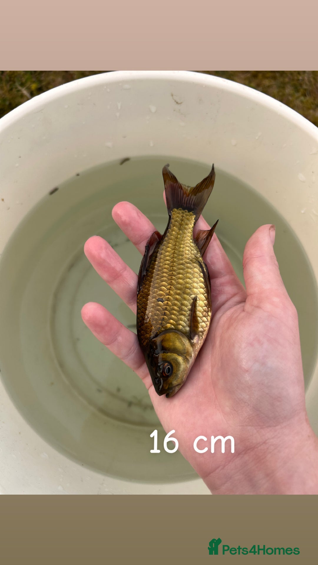 Other/Mixed Breed fish for sale: 7 outside fish  - Image 4