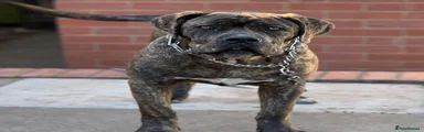 Cane Corso 1