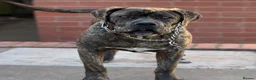 Cane Corso dogs for sale: Cane Corso puppy  in Birmingham - Advert 1