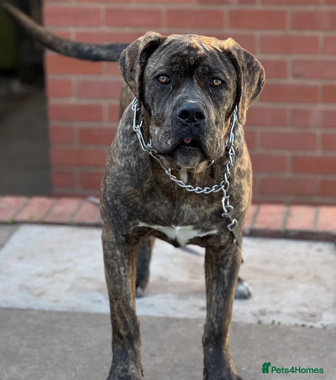 Cane Corso dogs for sale: Cane Corso puppy  in Birmingham - Advert 1