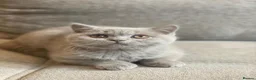 British Shorthair cats for sale: GCCF Pedigree British Shorthair Lilac Boy - Advert 9